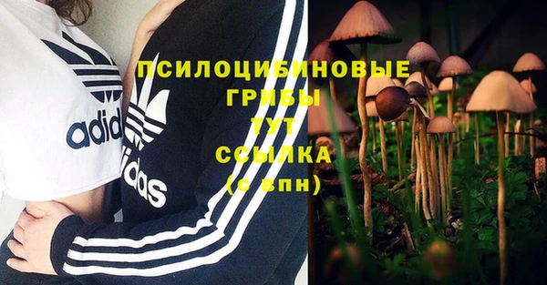 стафф Касимов